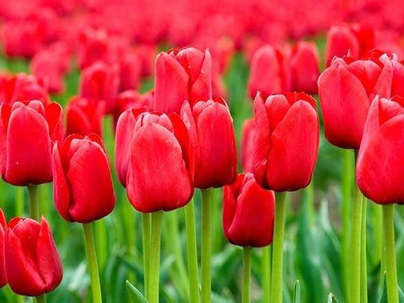 Naklejka na szafę - Czerwone tulipany 0100
