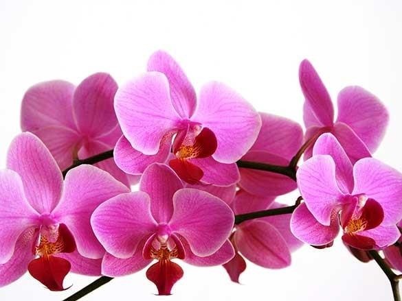 Naklejka na szafę - Gałązka orchidei 0097