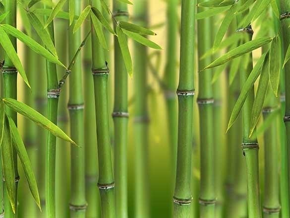 Naklejka na szafę - Łodygi bambusa 0092