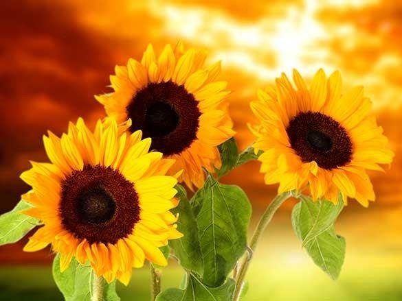 Naklejka na szafę - Słoneczne kwiaty 0059