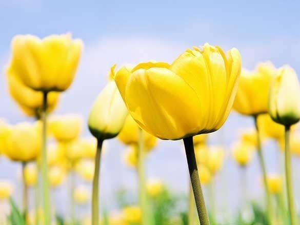 Naklejka na szafę - Żółte tulipany 0081