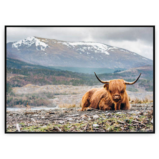 Plakat - Szkocka krowa